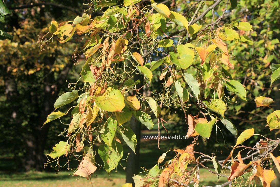 Tilia insularis