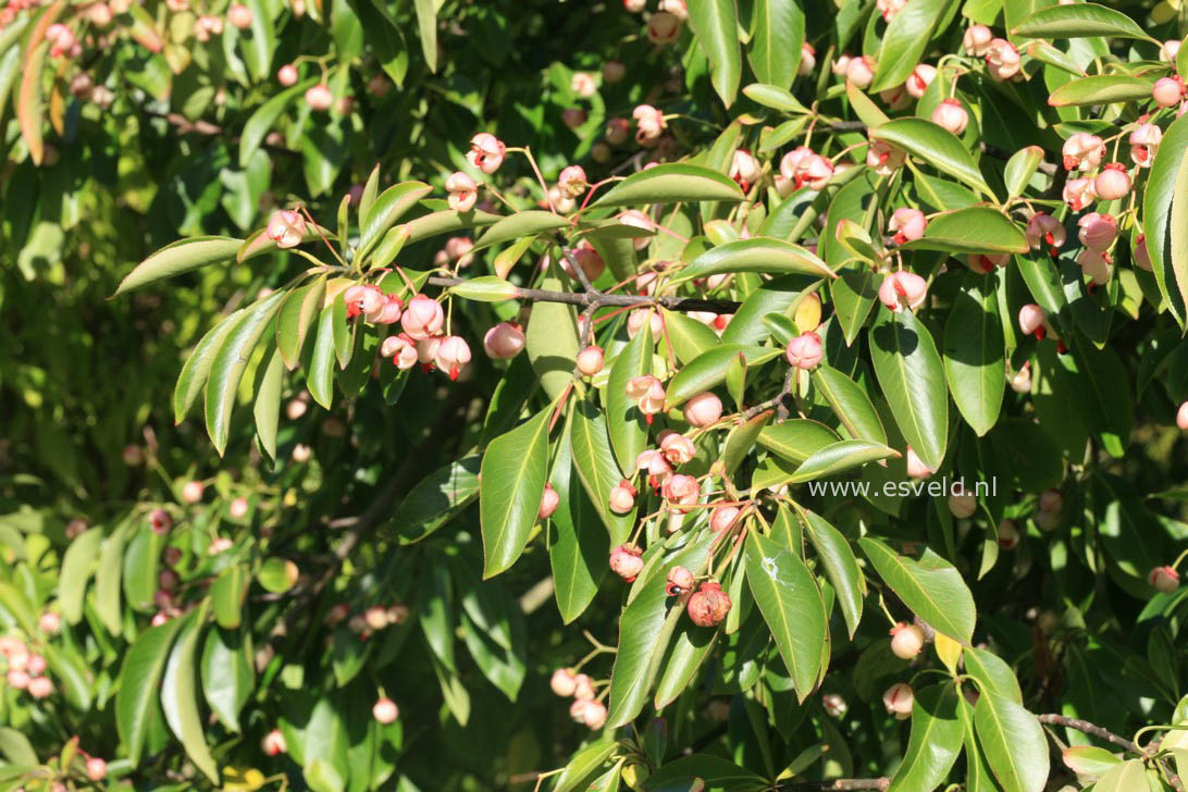 Euonymus grandiflorus