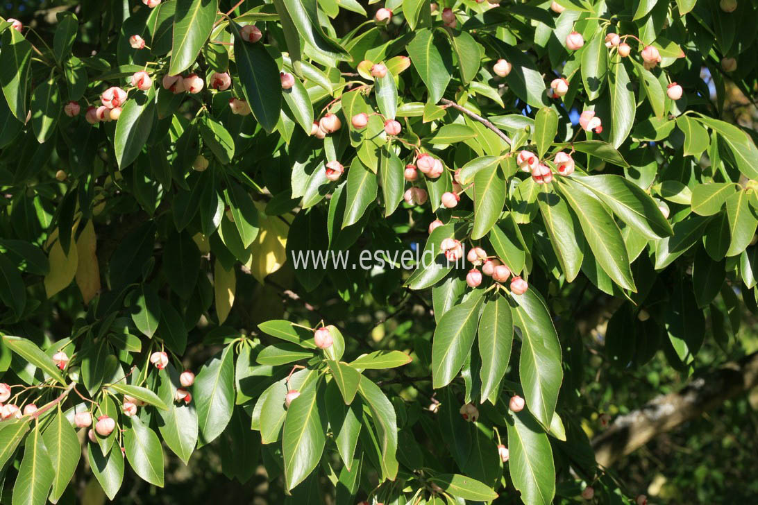 Euonymus grandiflorus