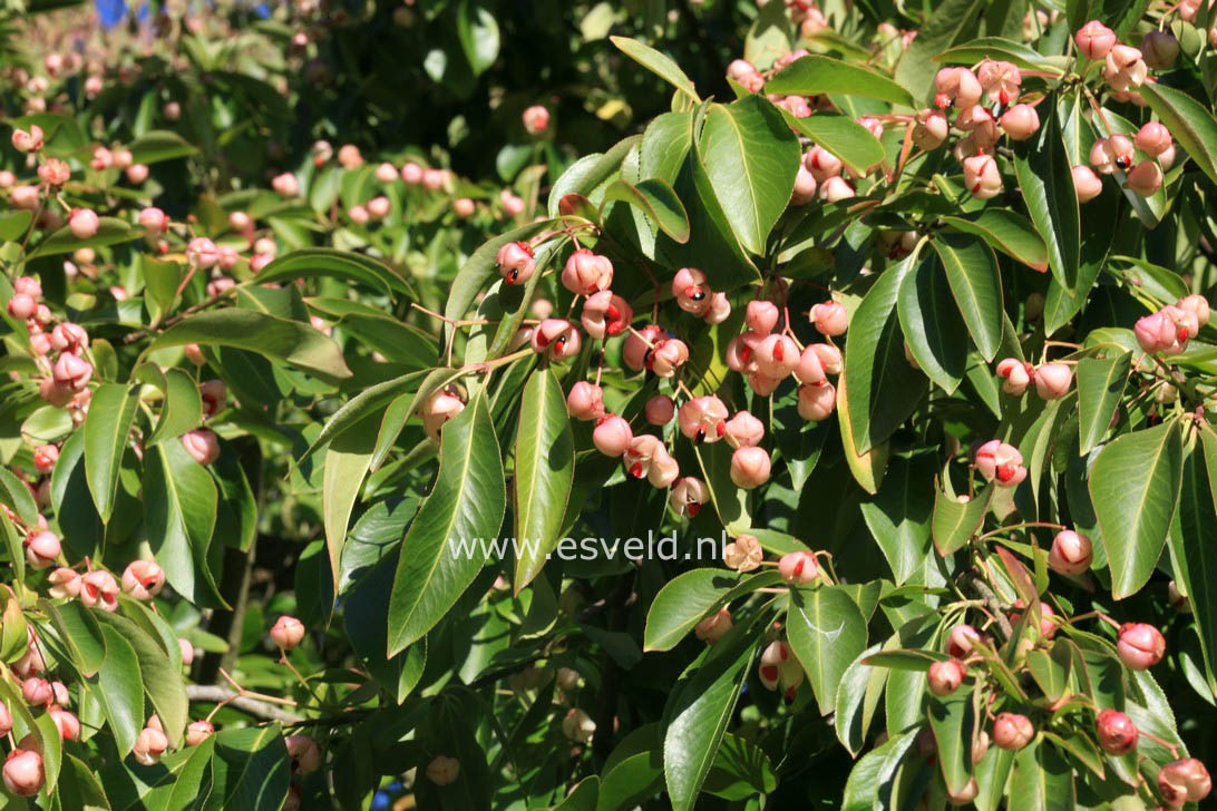 Euonymus grandiflorus