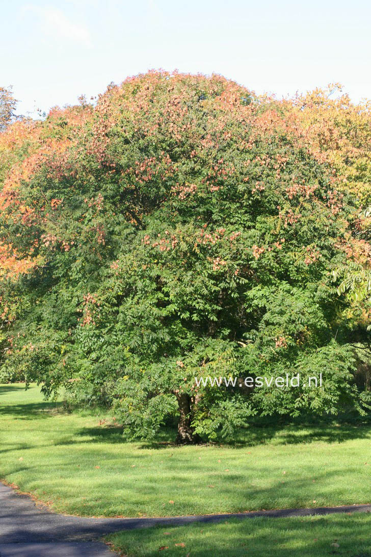 Koelreuteria paniculata