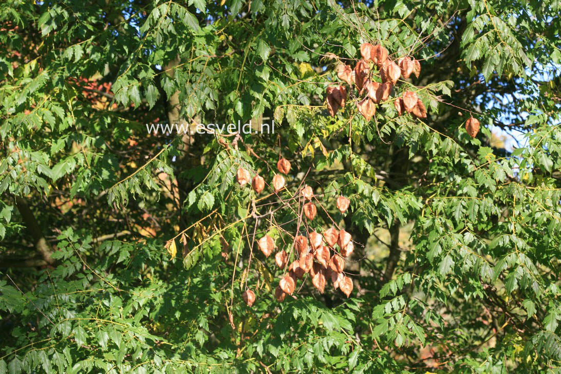 Koelreuteria paniculata