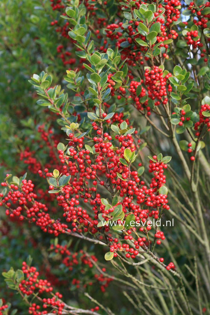 Ilex dimorphophylla