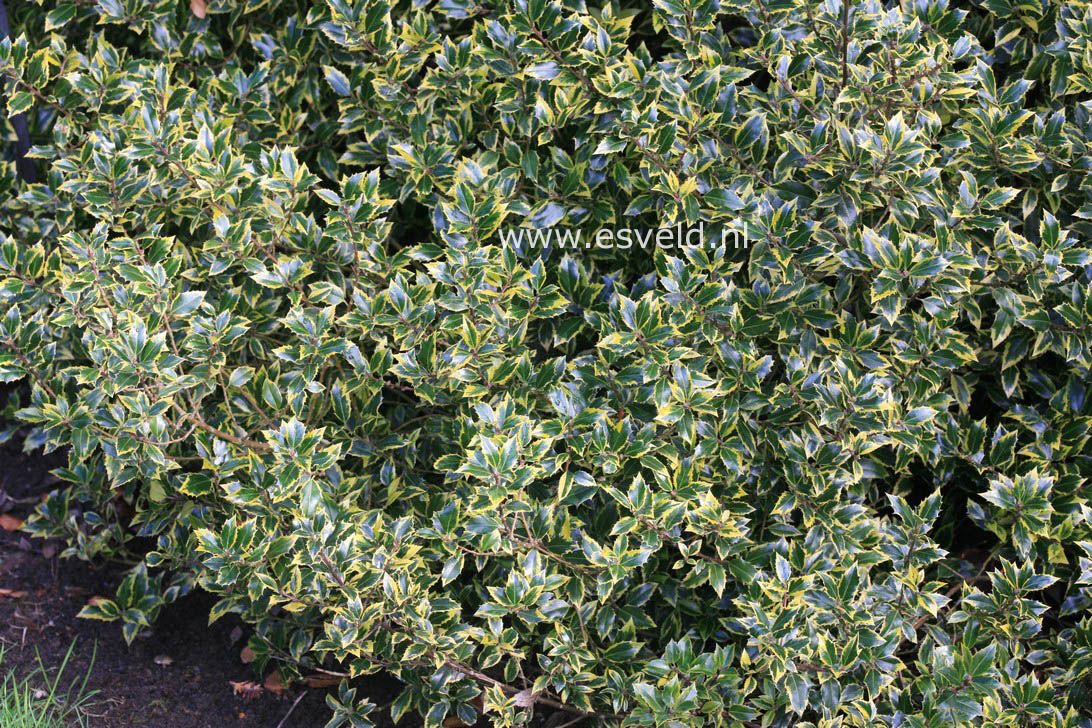 Ilex aquifolium 'Angustifolia Marginata Aurea'