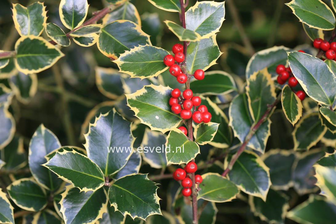 Ilex Alaska