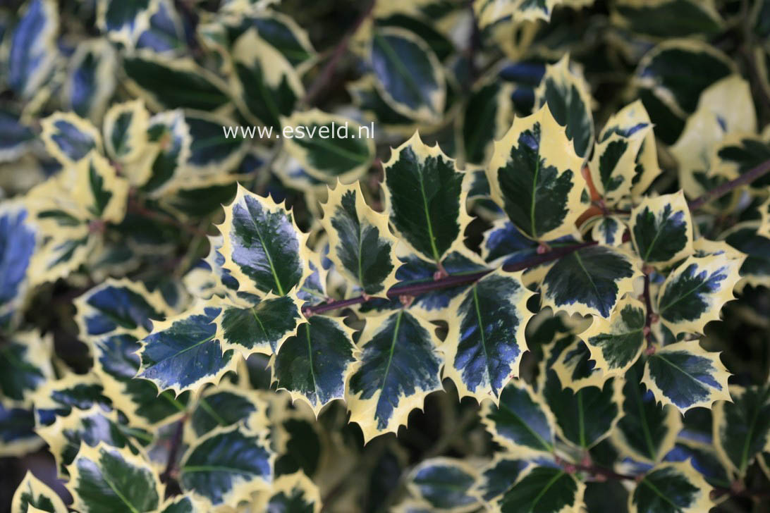 Ilex aquifolium 'Silver Queen'