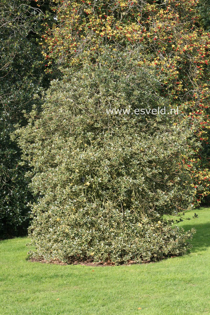 Ilex aquifolium 'Handsworth New Silver'