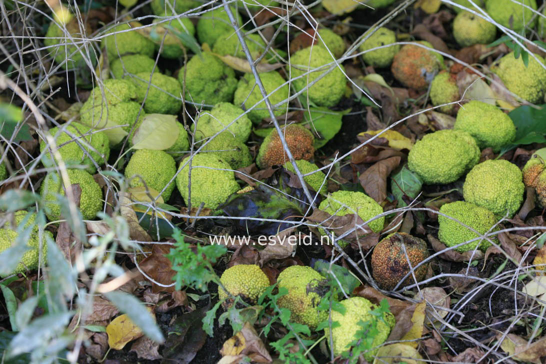 Maclura pomifera