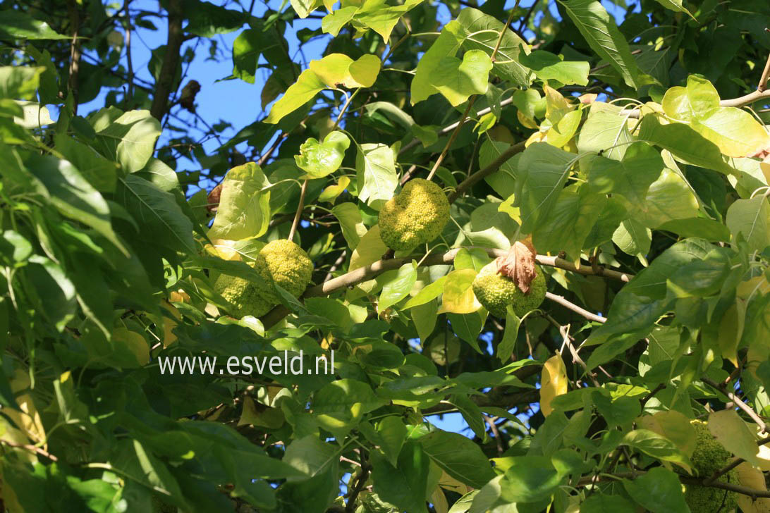 Maclura pomifera