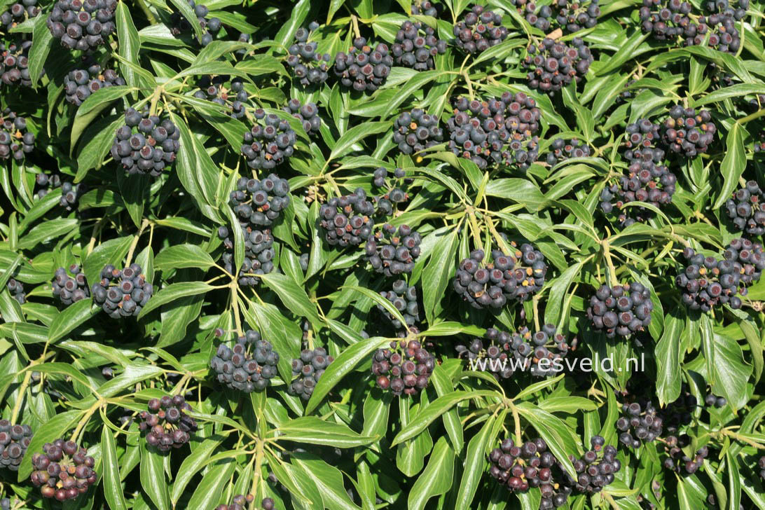 Hedera helix Arborescent Group