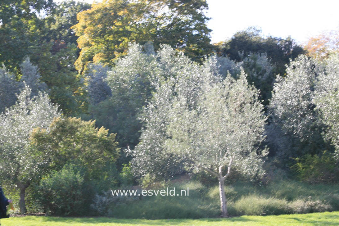 Olea europaea