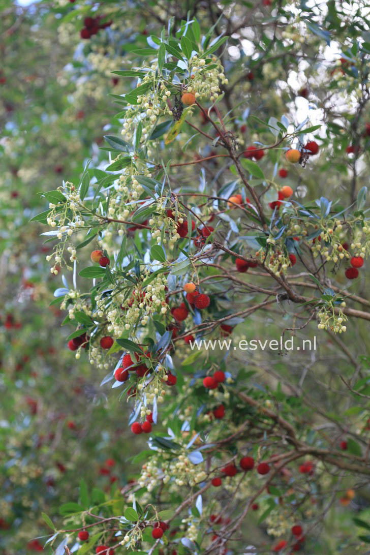 Arbutus unedo 'Elfin King'