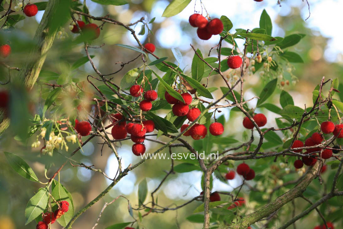 Arbutus unedo 'Elfin King'