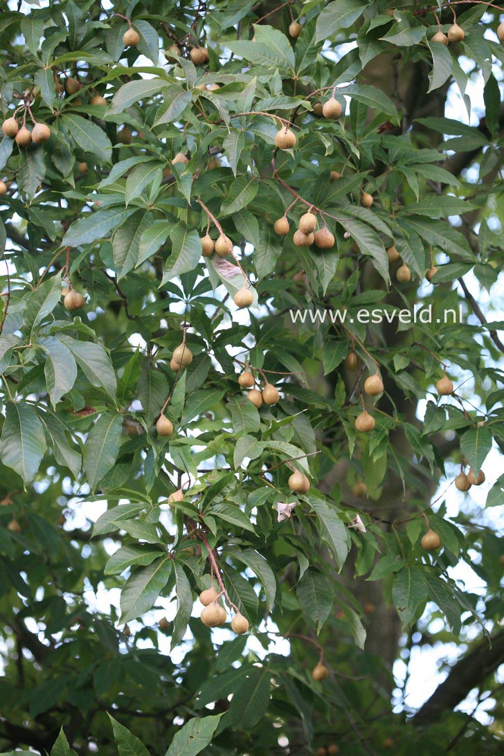 Aesculus indica