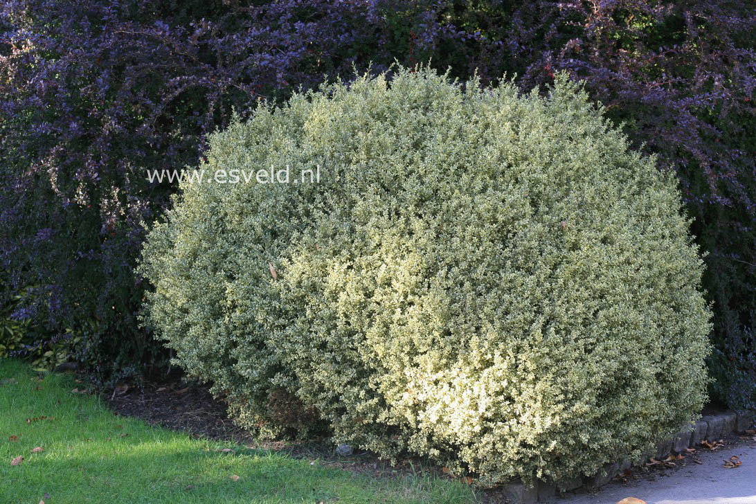 Buxus sempervirens 'Elegantissima'