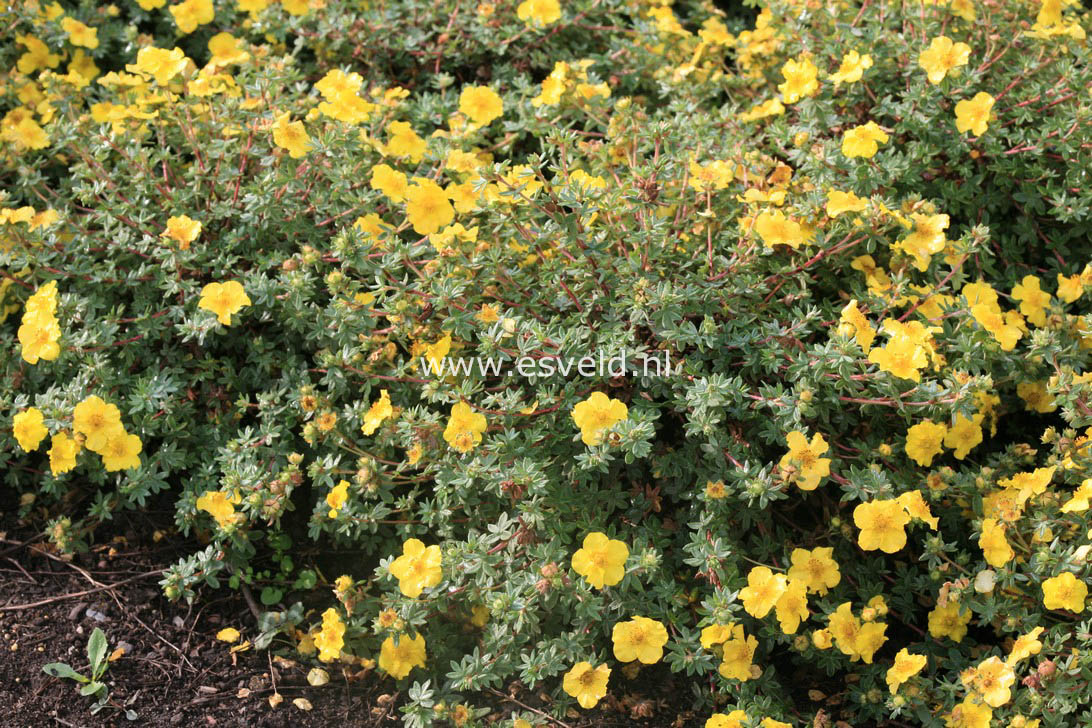 Potentilla fruticosa 'Medicine Wheel Mountain'