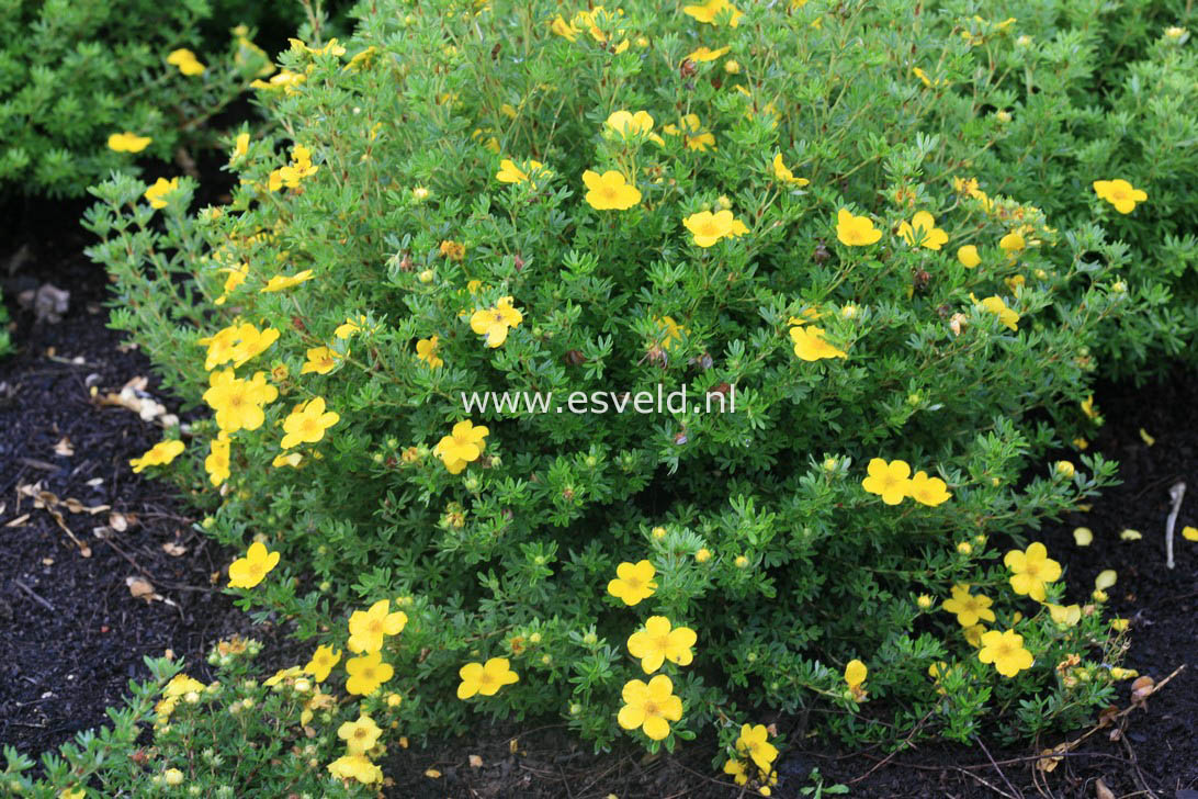 Potentilla fruticosa 'Klondike'