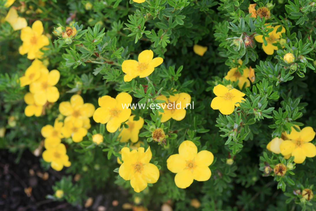 Potentilla fruticosa 'Klondike'