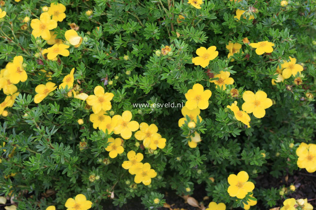 Potentilla fruticosa 'Klondike'