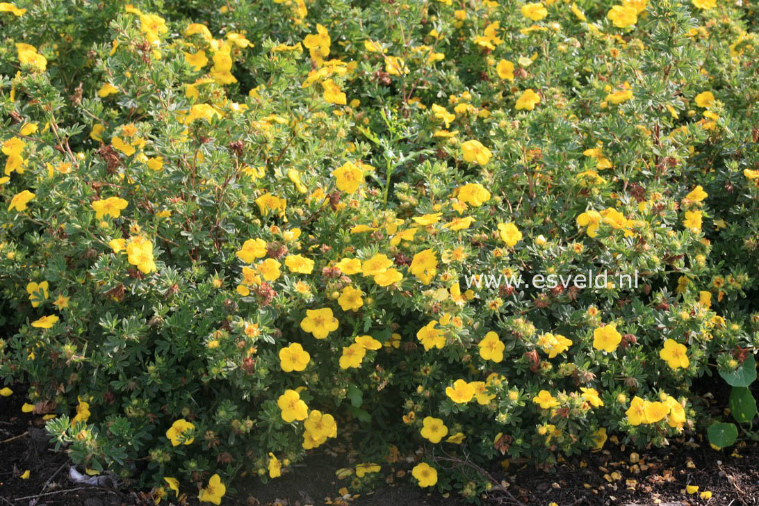 Potentilla fruticosa 'Goldstar'