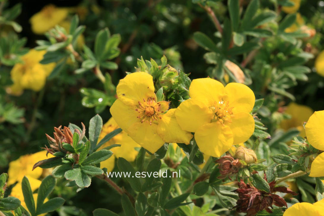 Potentilla fruticosa 'Goldstar'