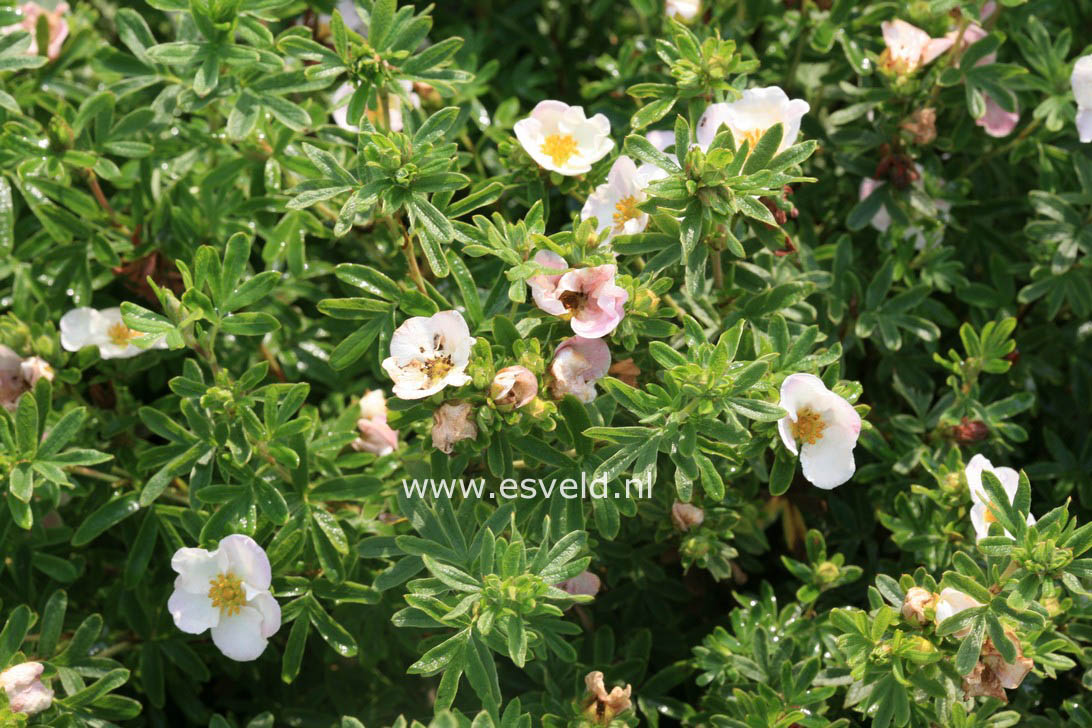 Potentilla fruticosa 'Glenroy Pinkie'