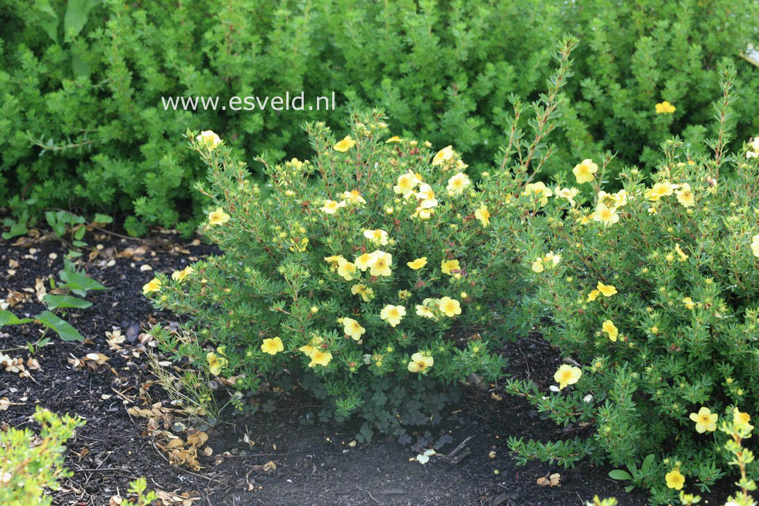 Potentilla fruticosa