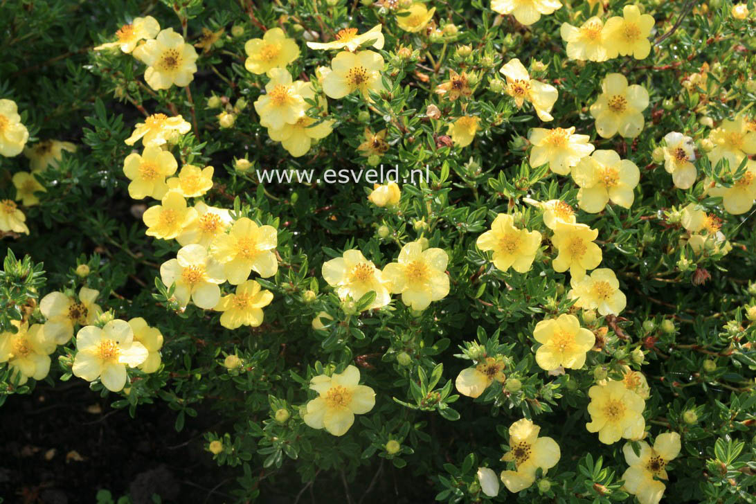 Potentilla fruticosa