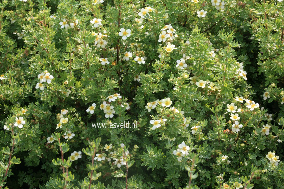 Potentilla fruticosa 'Alice'