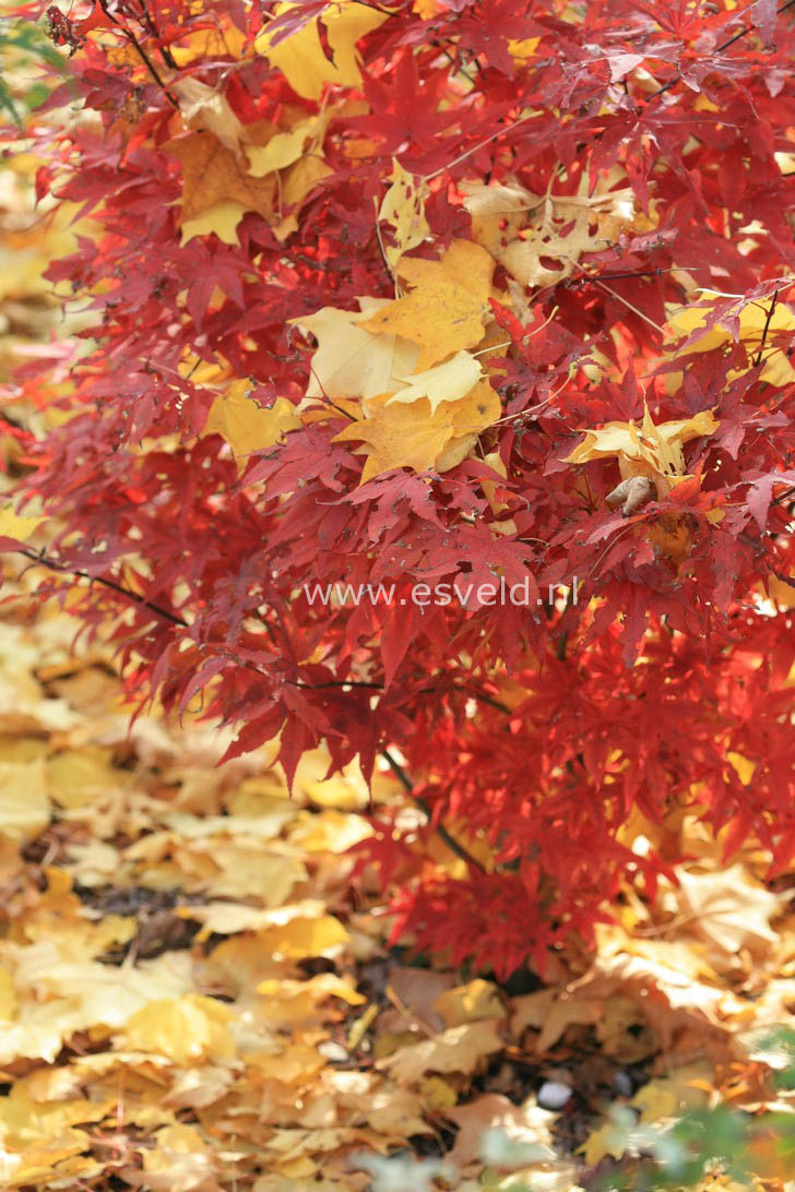 Acer palmatum 'Red Spray'