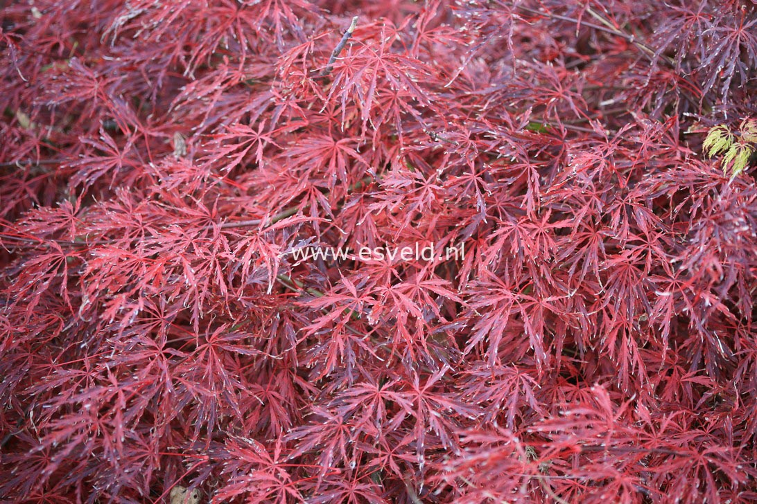 Acer palmatum 'Green Hornet'