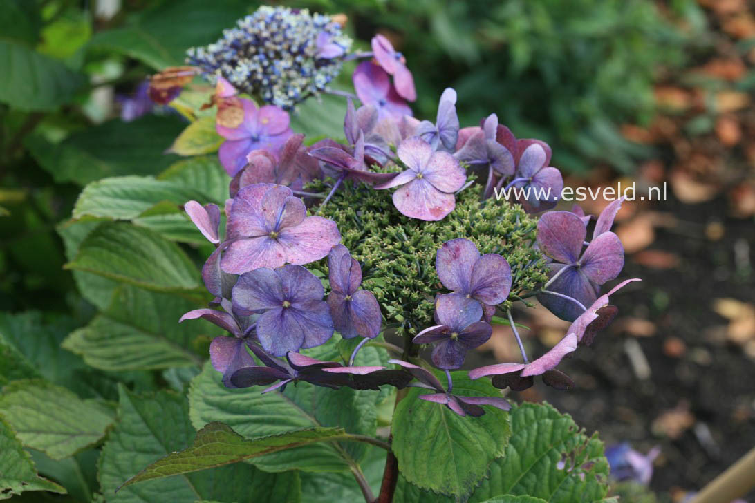 Hydrangea macrophylla 'Geoffrey Chadbund'