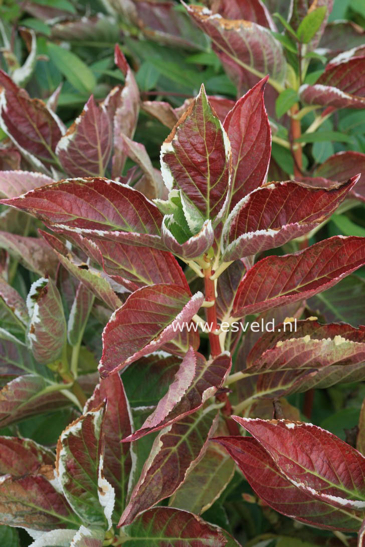 Hydrangea macrophylla 'Maculata'