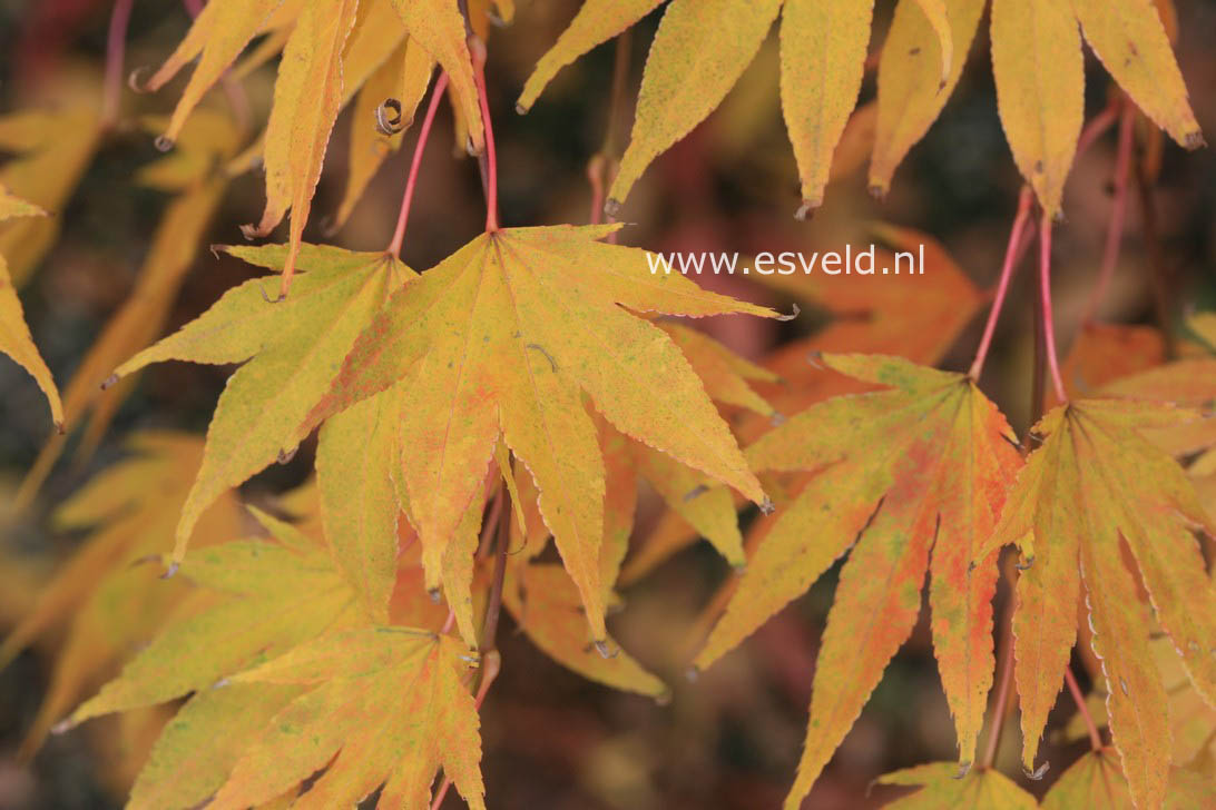 Acer palmatum 'Nanase gawa'