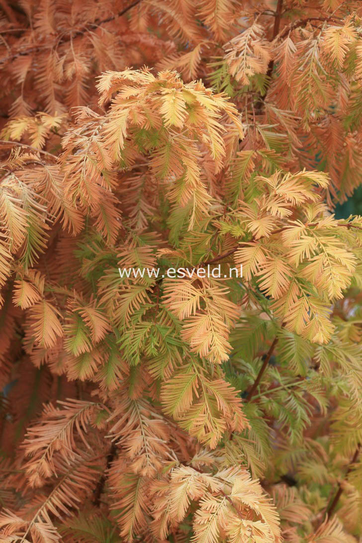 Metasequoia glyptostroboides 'Ogon' (GOLDRUSH)