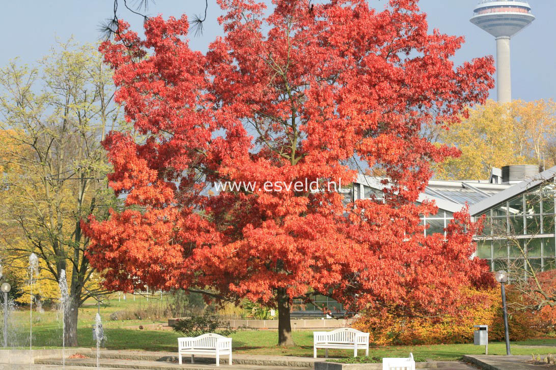 Quercus coccinea