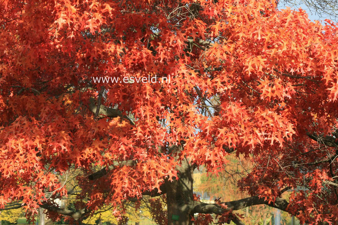 Quercus coccinea