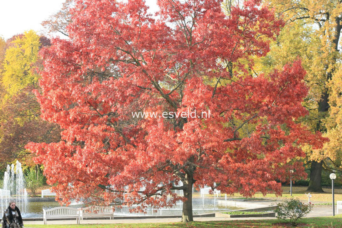 Quercus coccinea