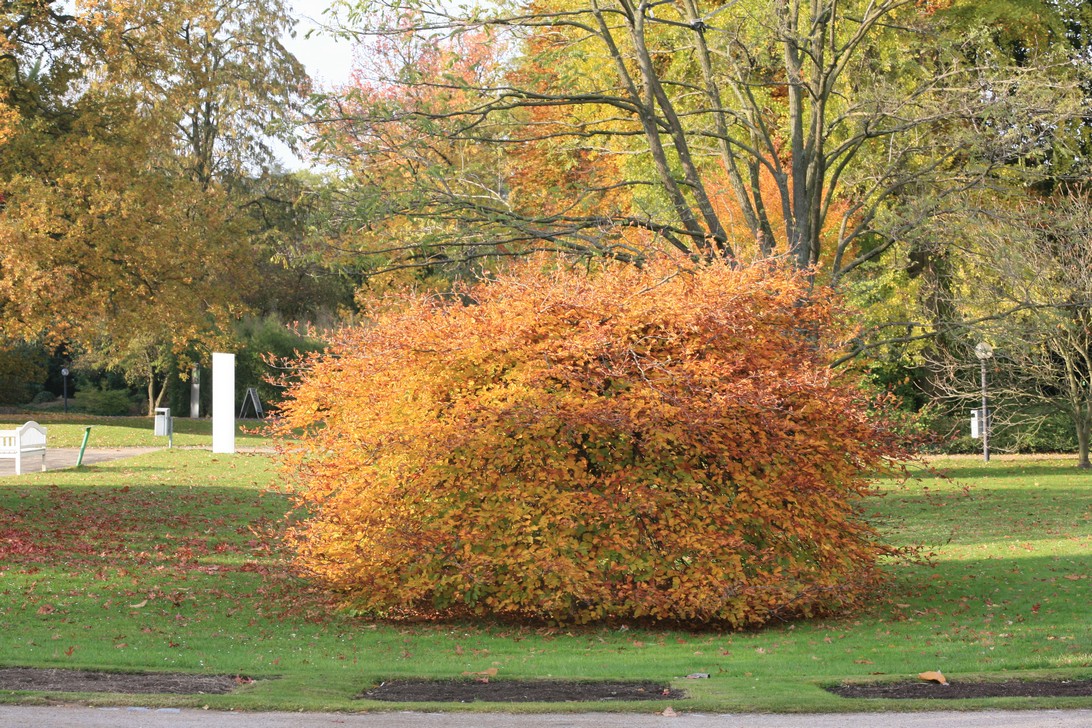 Fagus sylvatica 'Tortuosa'