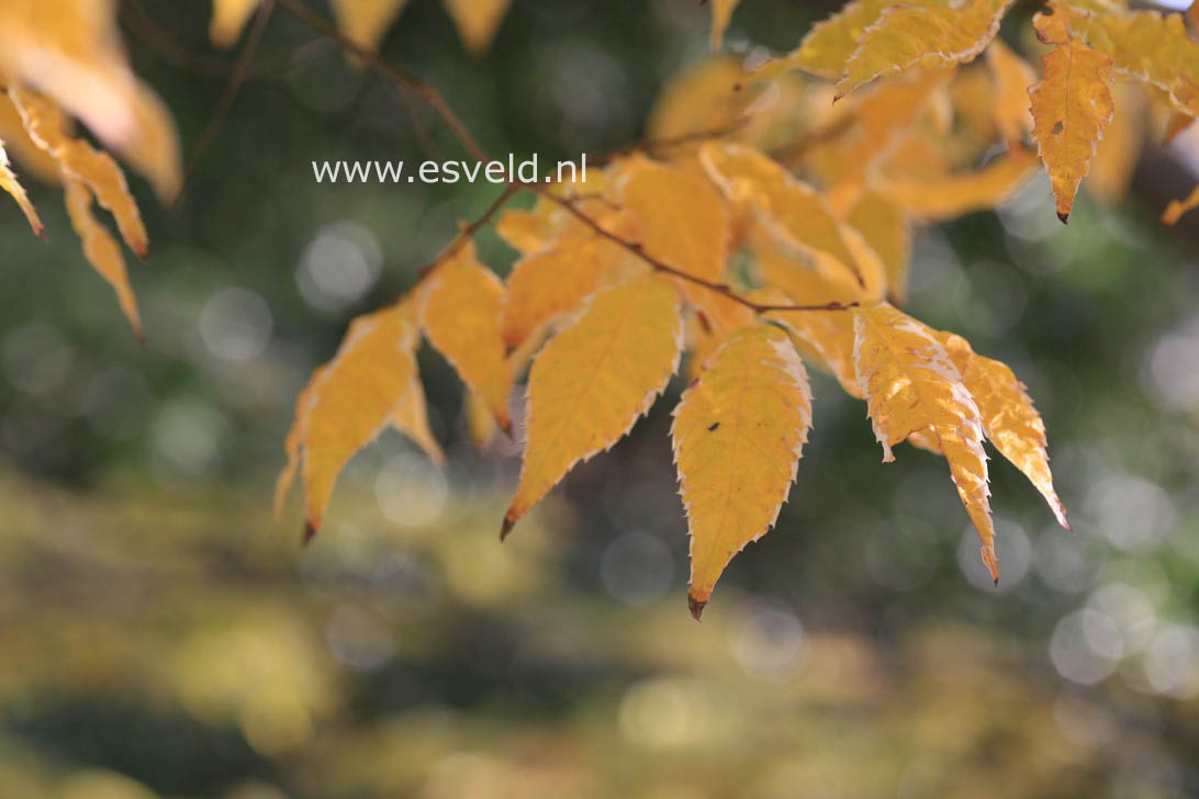 Zelkova serrata 'Variegata'