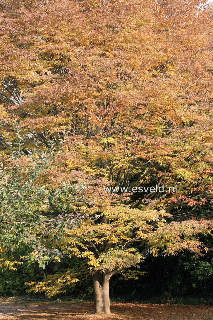 Zelkova serrata 'Variegata'