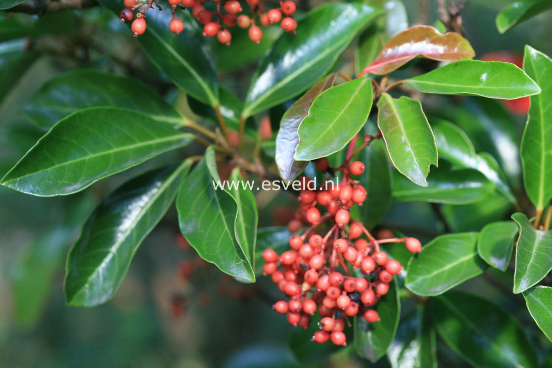 Viburnum odoratissimum