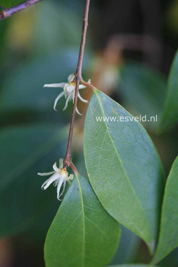 Chimonanthus nitens