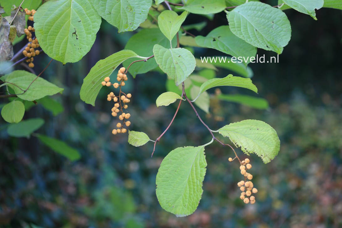 Schisandra chinensis