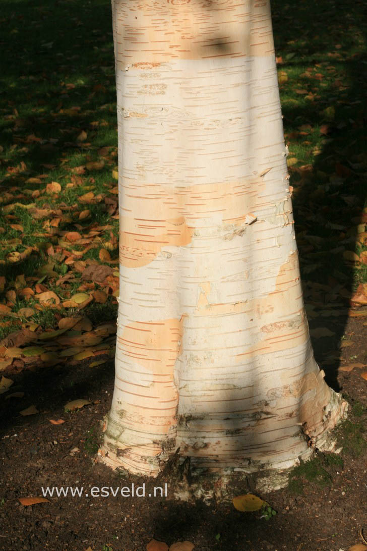 Betula utilis