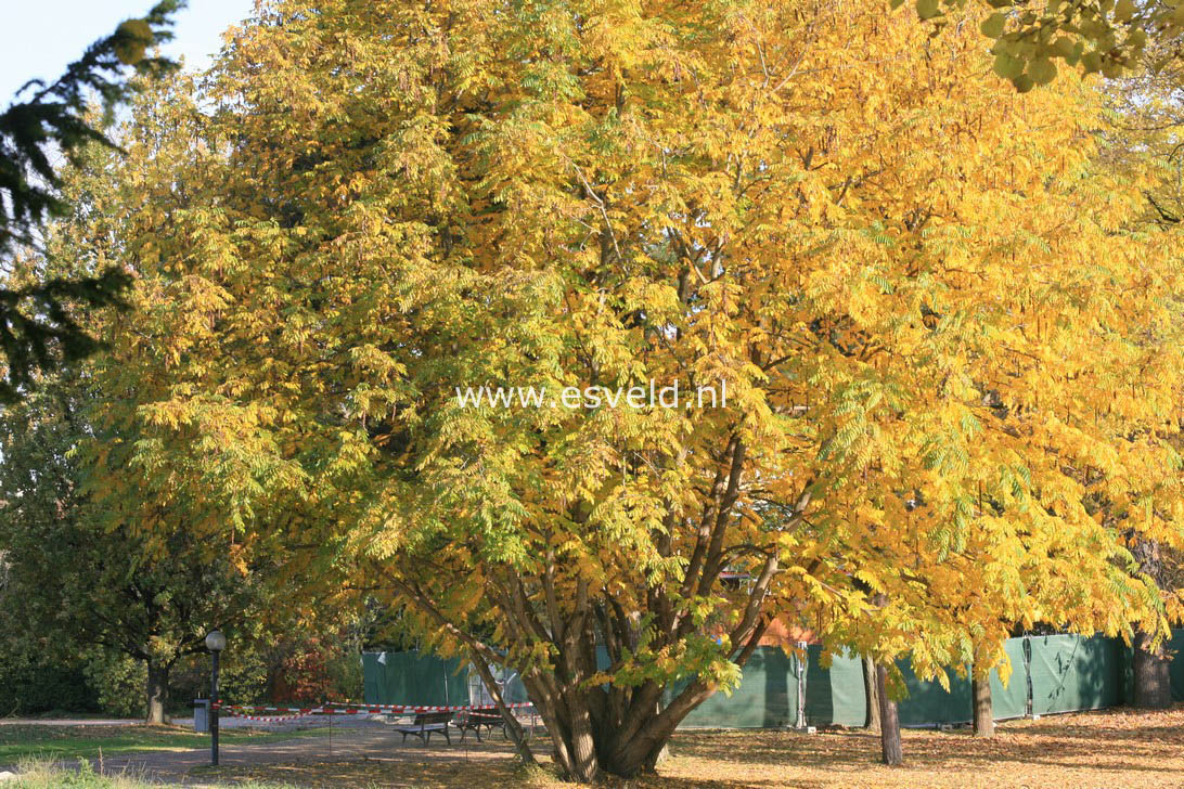 Pterocarya fraxinifolia