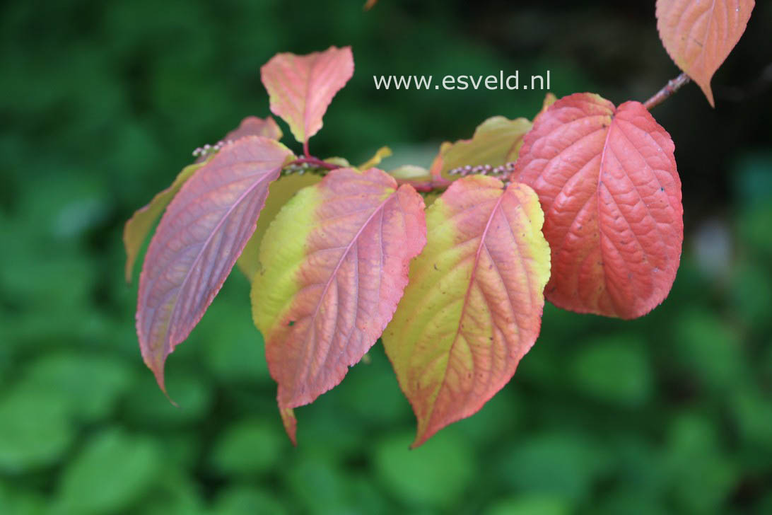 Stachyurus praecox