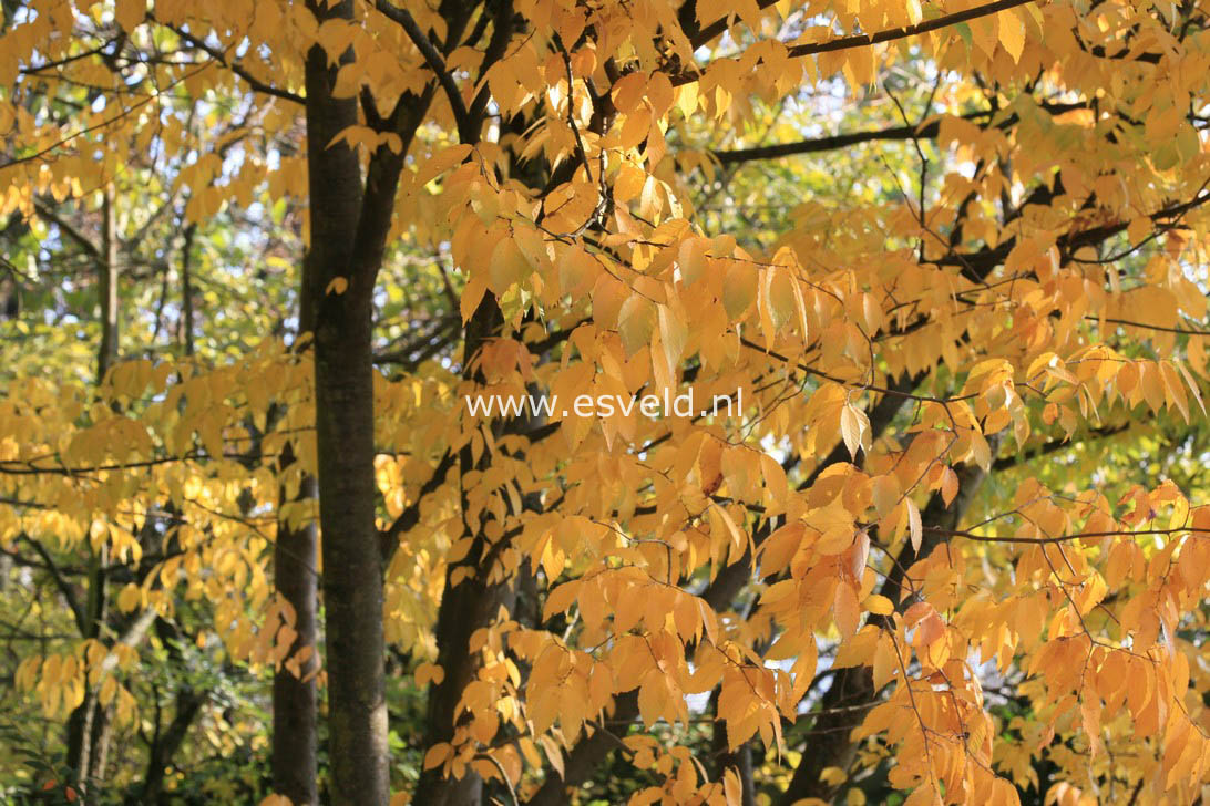 Zelkova serrata