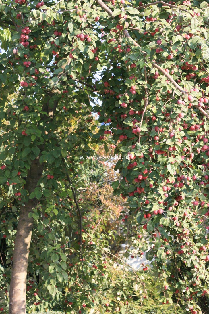 Malus yunnanensis