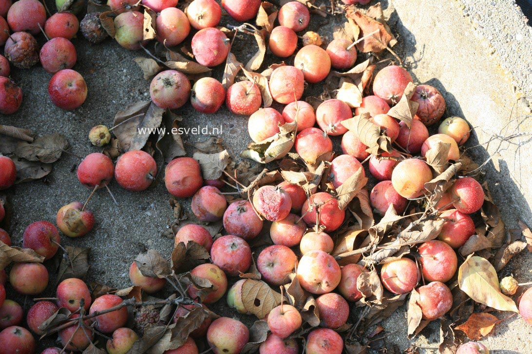 Malus yunnanensis